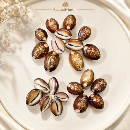 Black Cowry Shell Set of 10 by Rudradivine for Puja & Rituals, traditionally associated with spiritual protection, prosperity, devotion, and positivity.