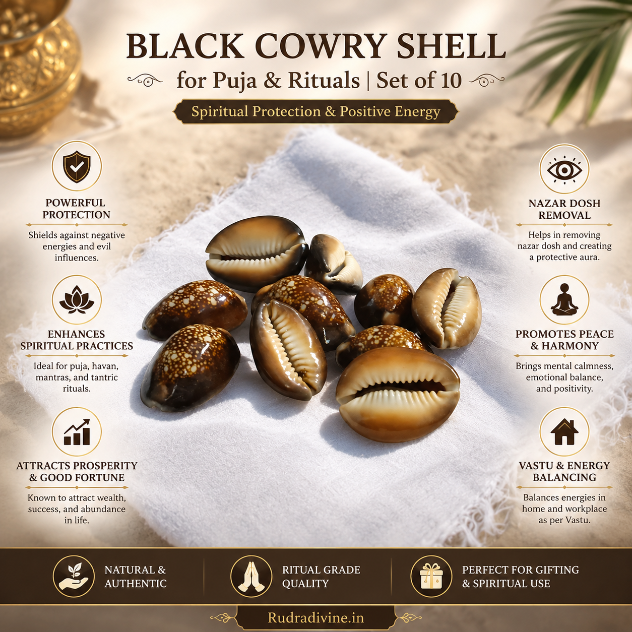 Black Cowry Shell Set of 10 by Rudradivine for Puja & Rituals, traditionally associated with spiritual protection, prosperity, devotion, and positivity.