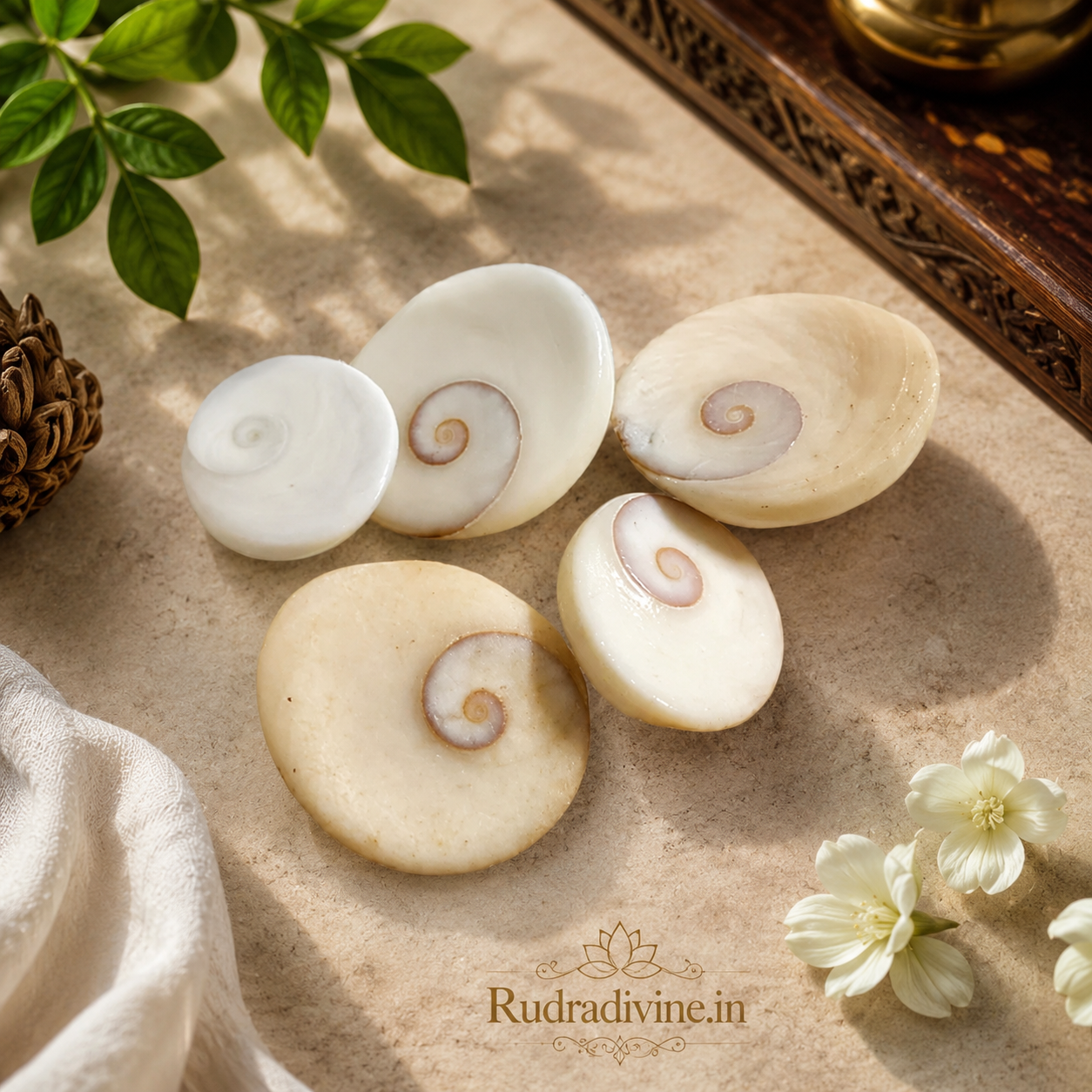 Gomti Chakra Set of 9 by Rudradivine, traditionally used for spiritual protection, positivity, worship, blessings, puja and home spiritual practices.
