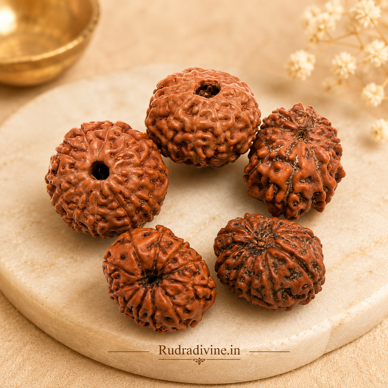 Original 11 Mukhi Rudraksha Eleven Face Pendant associated with Ekadash Rudra (Lord Shiva), lab certified natural Rudraksha by Rudradivine for meditation, spiritual growth, protection, and daily wear.
