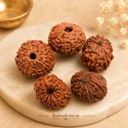 Original 11 Mukhi Rudraksha Eleven Face Pendant associated with Ekadash Rudra (Lord Shiva), lab certified natural Rudraksha by Rudradivine for meditation, spiritual growth, protection, and daily wear.