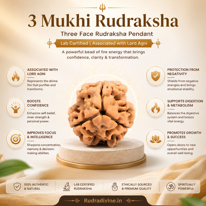 3 Mukhi Rudraksha Three Face Pendant crafted from natural authentic Rudraksha with official Lab Certificate by Rudradivine for Lord Agni blessings, confidence, positivity and spiritual growth.