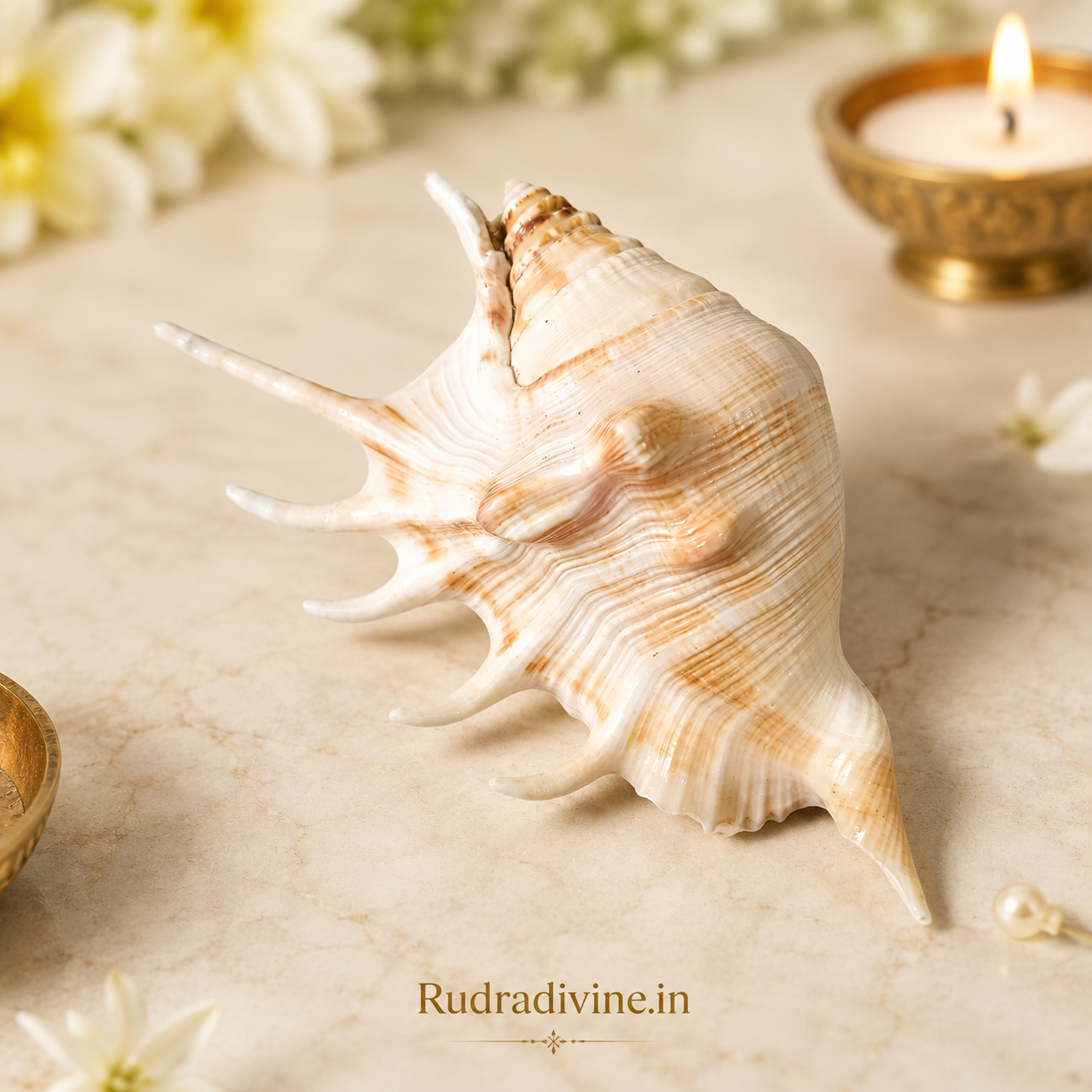 Original 5 Mukhi Lakshmi Shankh with official Lab Certificate by Rudradivine, sacred conch for Goddess Lakshmi worship, Vastu harmony, prosperity and daily spiritual rituals.