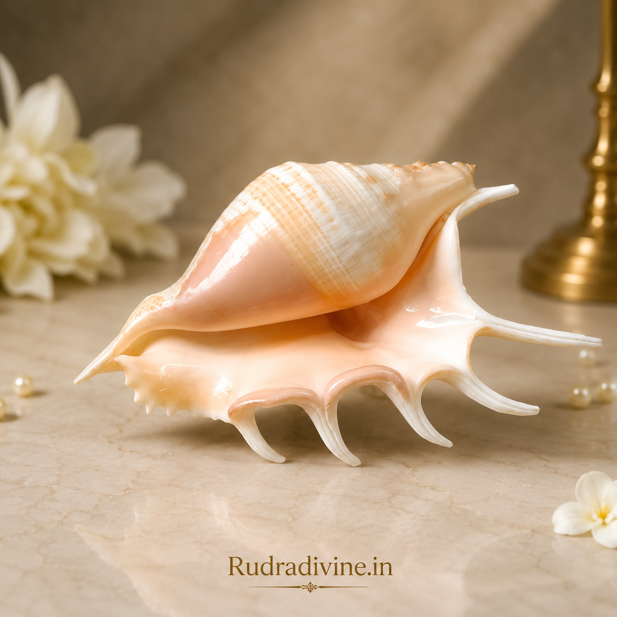 Original 5 Mukhi Lakshmi Shankh with official Lab Certificate by Rudradivine, sacred conch for Goddess Lakshmi worship, Vastu harmony, prosperity and daily spiritual rituals.