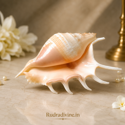 Original 5 Mukhi Lakshmi Shankh with official Lab Certificate by Rudradivine, sacred conch for Goddess Lakshmi worship, Vastu harmony, prosperity and daily spiritual rituals.