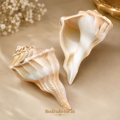 Dakshinavarti Shankh (Valampuri Sangu) with official Lab Certificate by Rudradivine, sacred right-handed conch for Lakshmi worship, Vastu, prosperity and daily spiritual rituals.