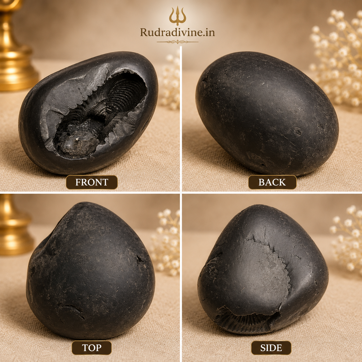 Natural Laxmi Narayan Shaligram sacred stone with official Lab Certificate by Rudradivine for Lord Vishnu and Goddess Lakshmi worship, prosperity and spiritual blessings.