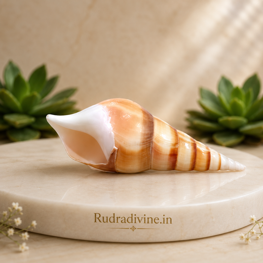 Natural Sea Shell Shankh with official Lab Certificate by Rudradivine, genuine sacred conch for Hindu puja, Vastu, meditation, temple rituals and daily spiritual worship.