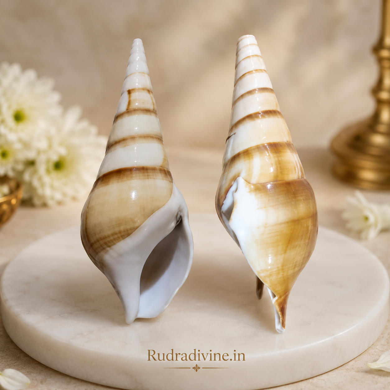 Natural Sea Shell Shankh with official Lab Certificate by Rudradivine, genuine sacred conch for Hindu puja, Vastu, meditation, temple rituals and daily spiritual worship.